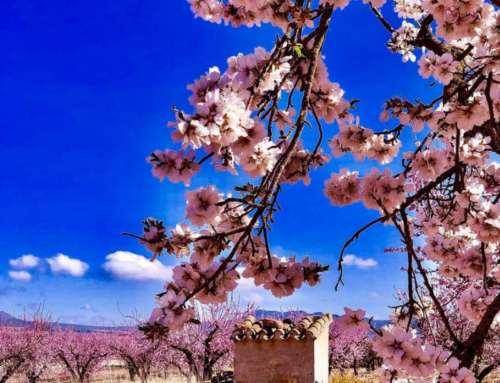 Spring is in the air