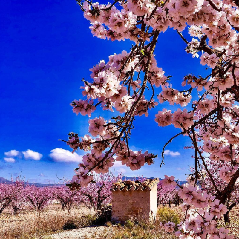 spring