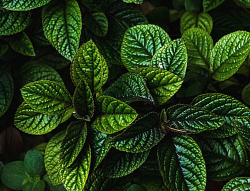How to use peppermint oil to stop cravings for sugar