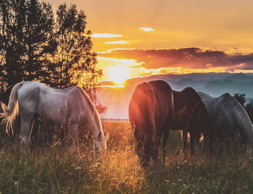 The benefits of horse riding