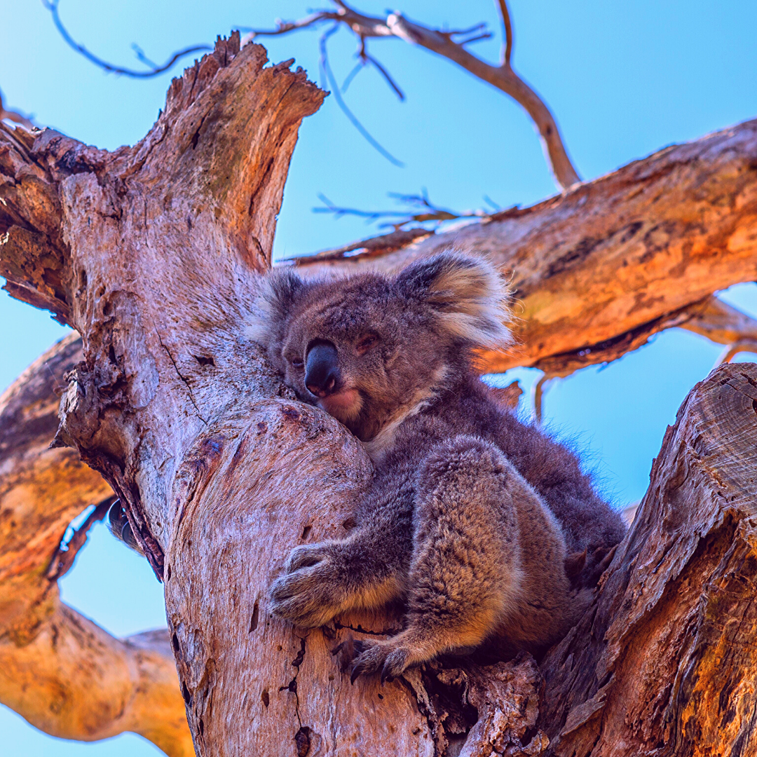 koala bear that survived bushfire in Australia