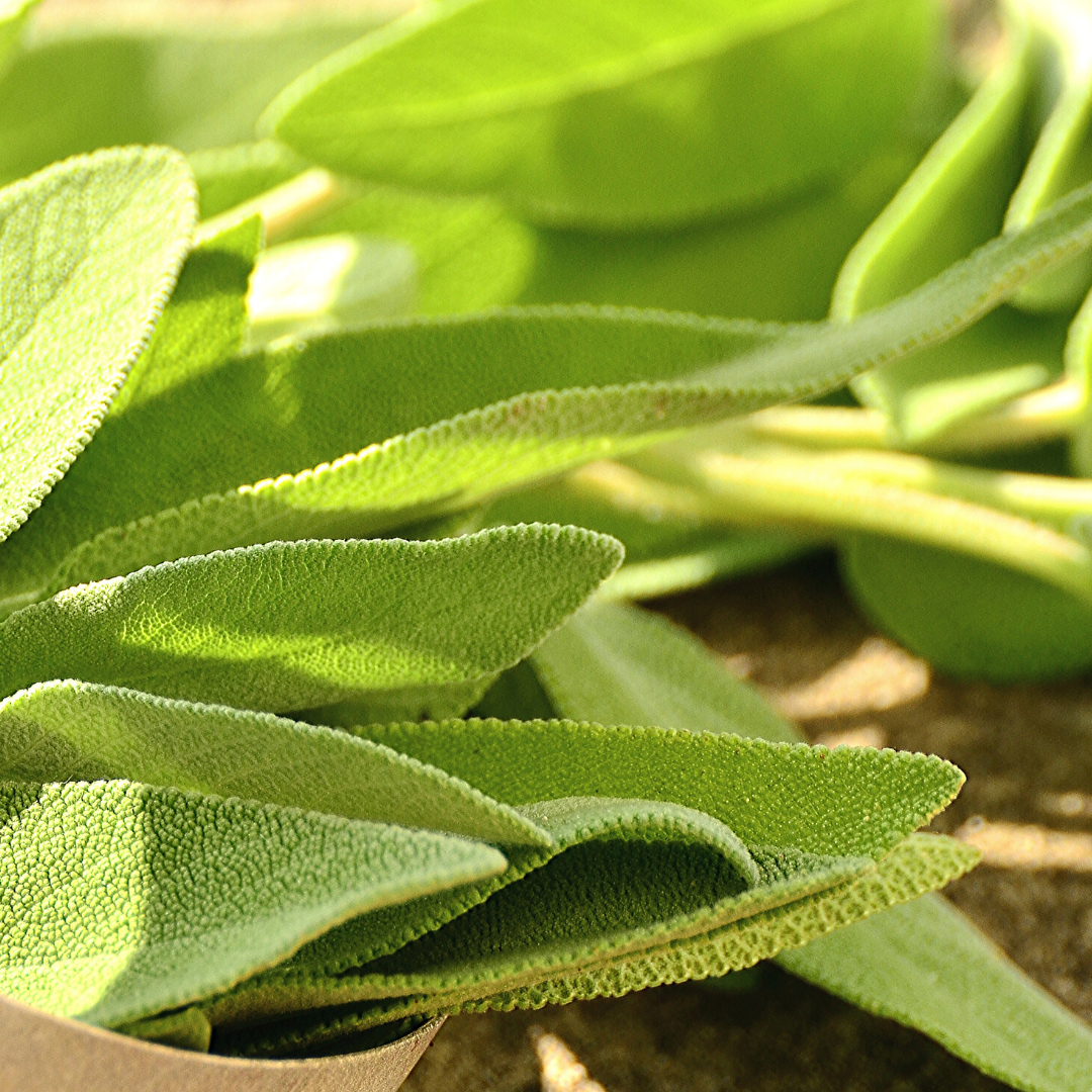 fresh leaves of sage