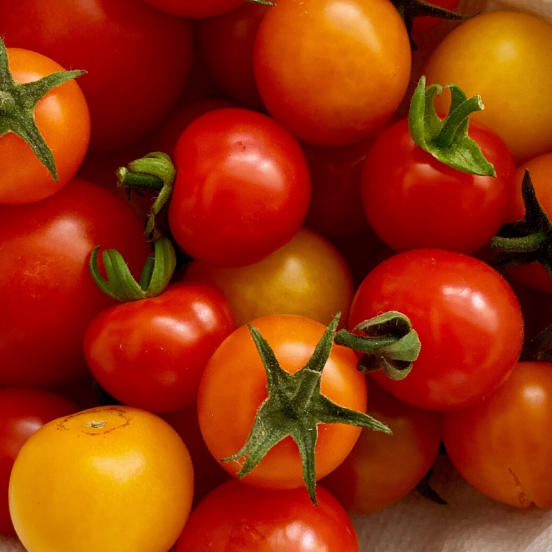 fresh tomatoes